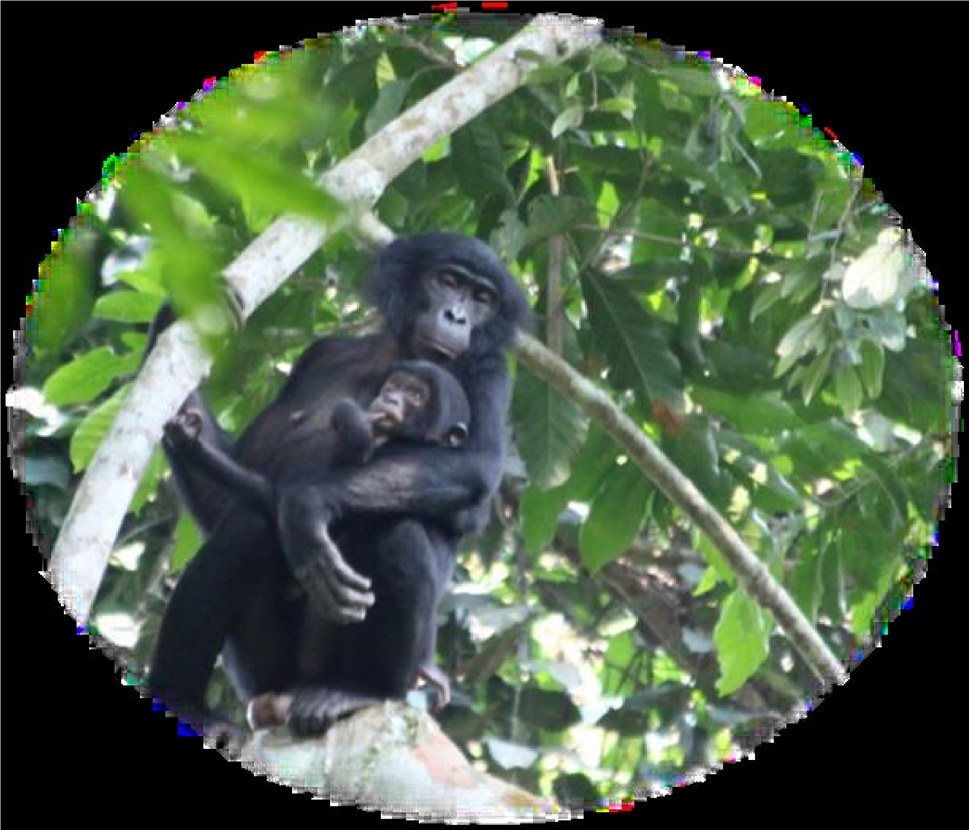 TP 15 A Bonobo At Mbou Mon Tour