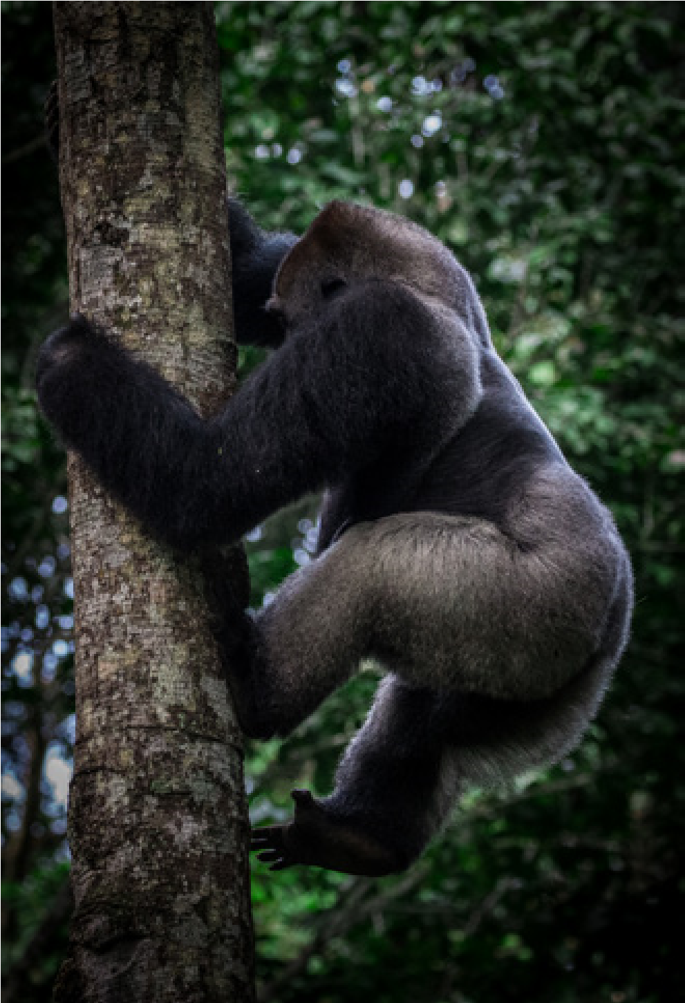 ROC Gorilla Fact Sheet